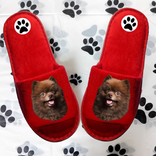 Špic Pomeranian Bačkůrky- Pantofle
