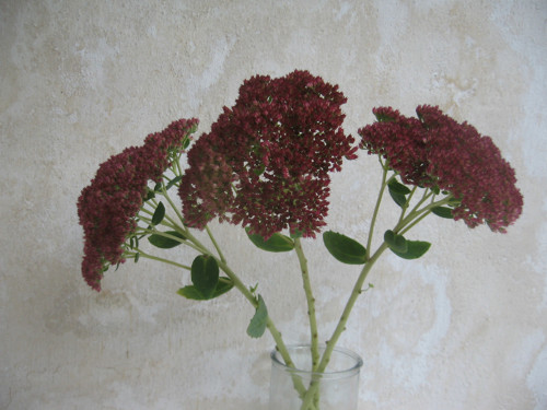 Sedum.....velké květy