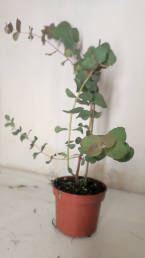 Eucalyptus — foto 1
