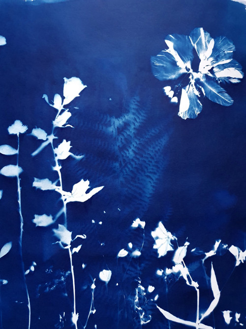 Velkoformátová kyanotypie "NOCTURNO"