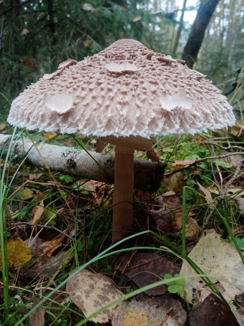 Nový model