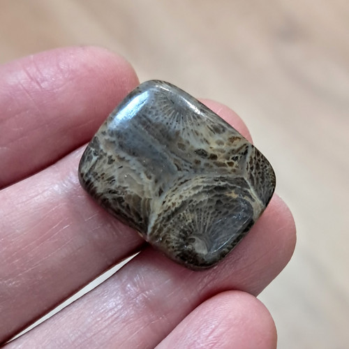 Zkamenělý korál, ID 4398, 22x18 mm - výprodej