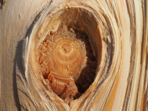 V lese X — foto 1