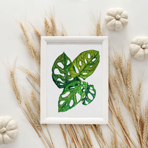 Monstera esqueleto