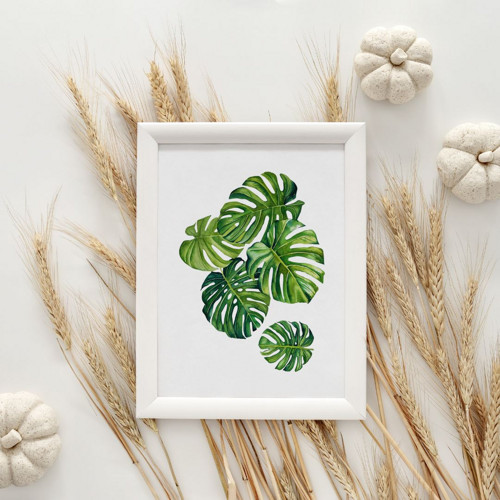 Monstera