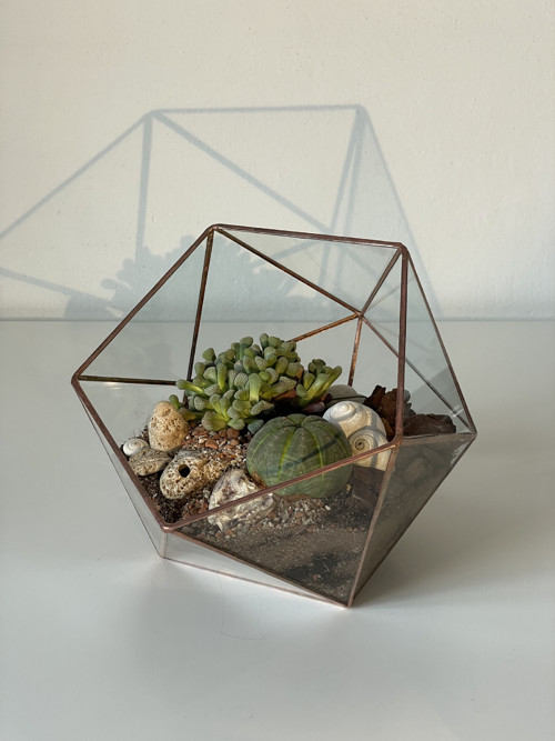 Florarium "Koulička velká"