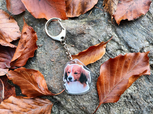 Klíčenka s kooikerhondje