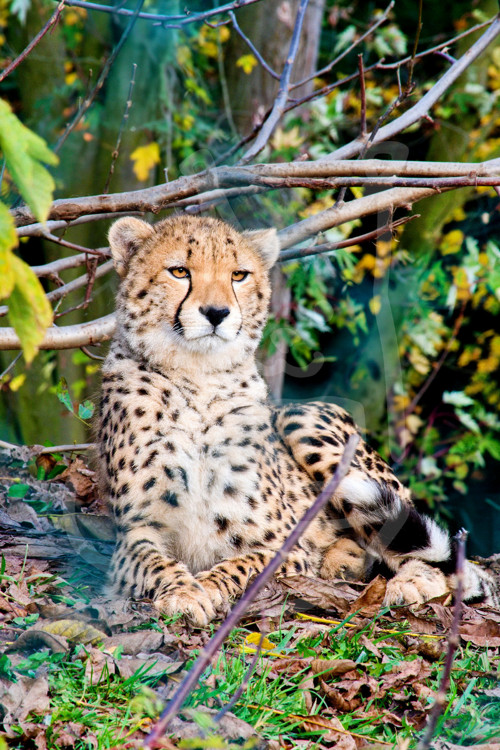 Relaxující gepard