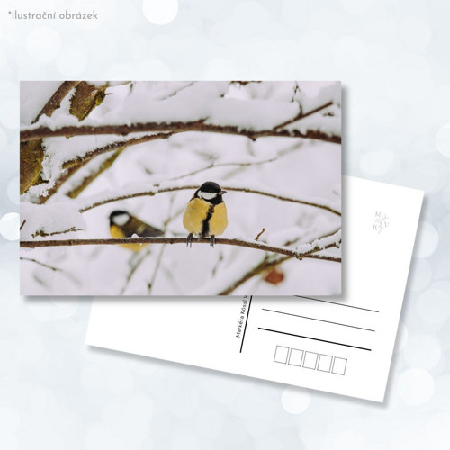 Pohlednice: Parus major v zimě — foto 1