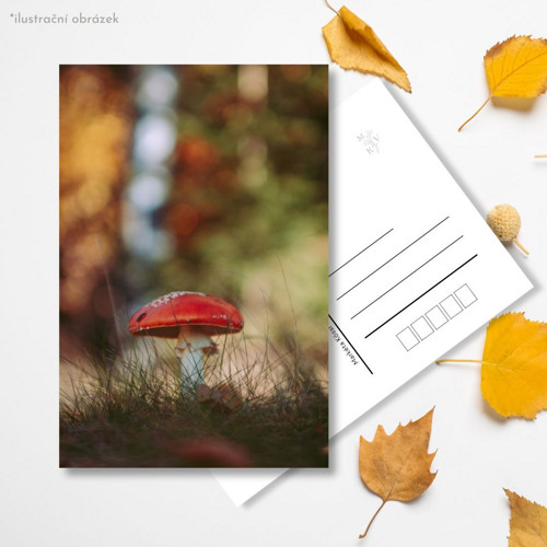 Pohlednice: Amanita muscaria