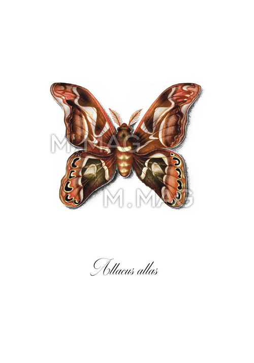 Motýl Attacus Atlas reprodukce autorské kresby