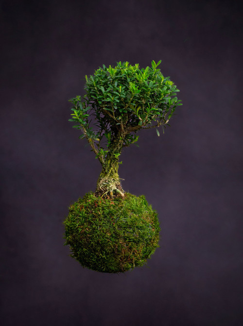 Bonsai Buxus harlandii / kokedama