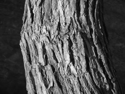 V lese XIII