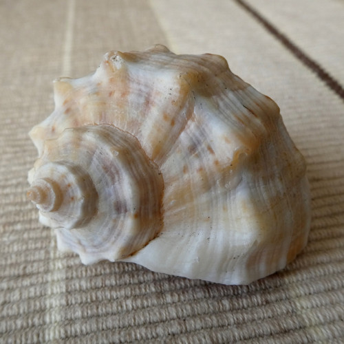 Lastura 6 cm x 4,5 cm