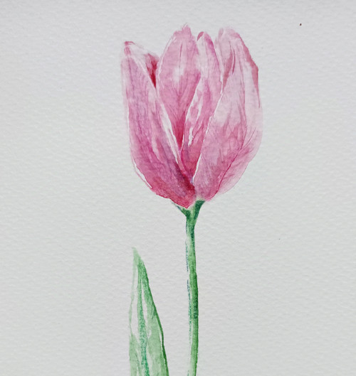 Tulipán