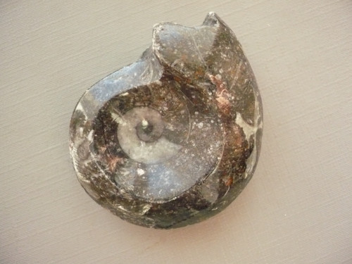 Goniatit 46 mm, č.1f