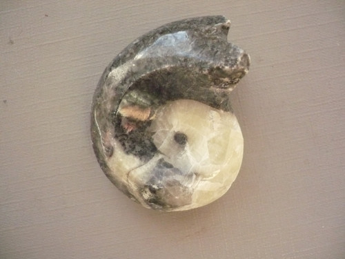 Goniatit 43 mm, č.2f