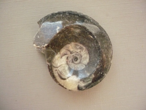 Goniatit 43 mm, č.5f