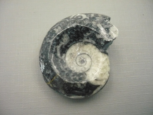 Goniatit 42 mm, č.10f