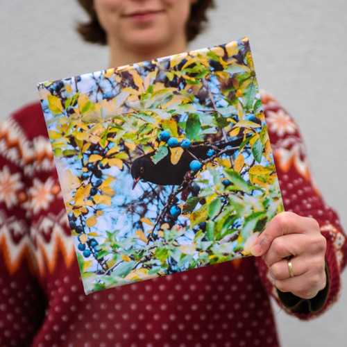 Tisk na plátně 20x20 cm: Turdus merula v trnkách