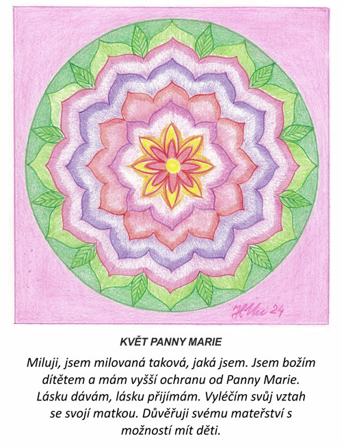 Květ Panny Marie-kartičky 10x13