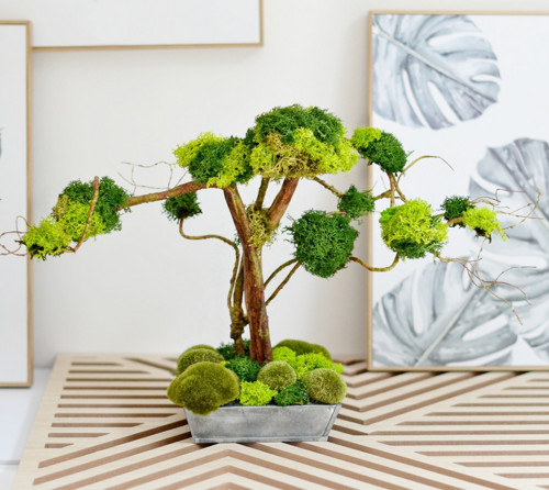 Mechová bonsai stabilizovaná