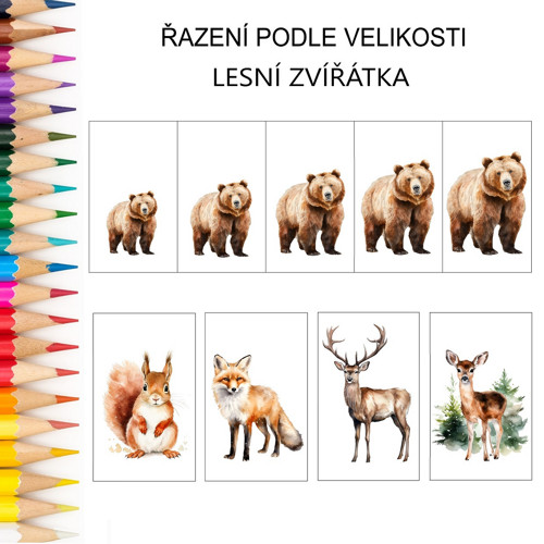 Řazení podle velikosti LESNÍ ZVÍŘÁTKA v PDF