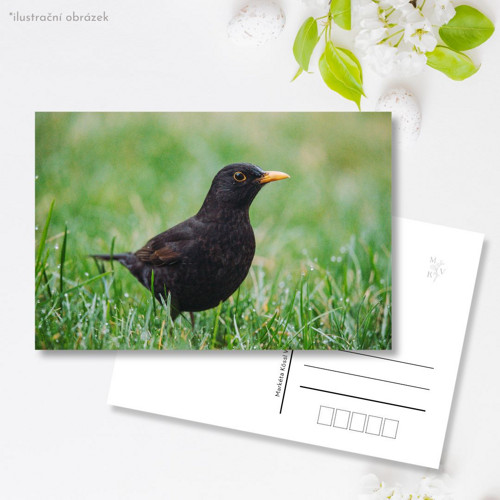 Pohlednice: Turdus merula v trávě — foto 1
