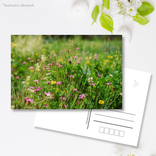 Pohlednice: Dianthus carthusianorum