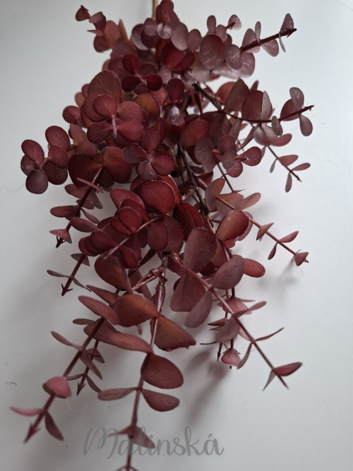 Eucalyptus