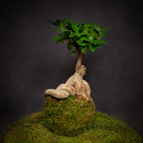Ficus microcarpa Ginseng / kokedama