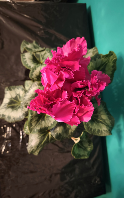 Velkokvětý Brambořík dark pink velkolistý