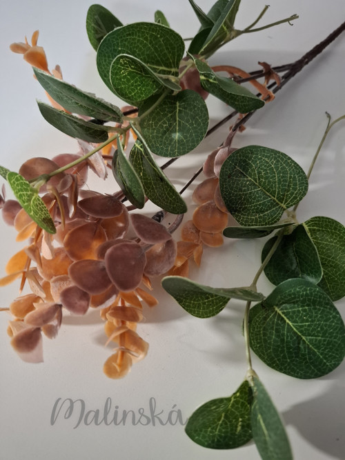 Větvičky Eucalyptu — foto 1
