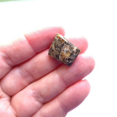 Achát fosilní turritella 276 kabošon 18x15x5 mm
