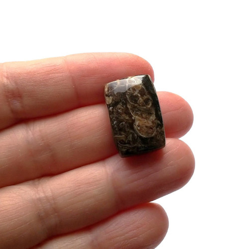 Achát fosilní turritella 158 kabošon 22x14x7 mm