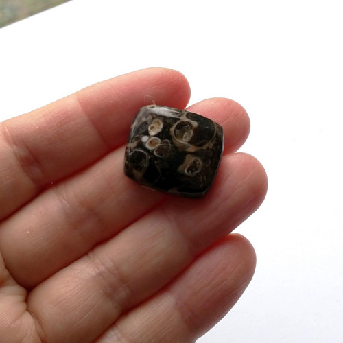Achát fosilní turritella 155 kabošon 21x19x7 mm