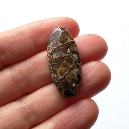 Achát fosilní turritella 60 kabošon 33x15x6,5 mm