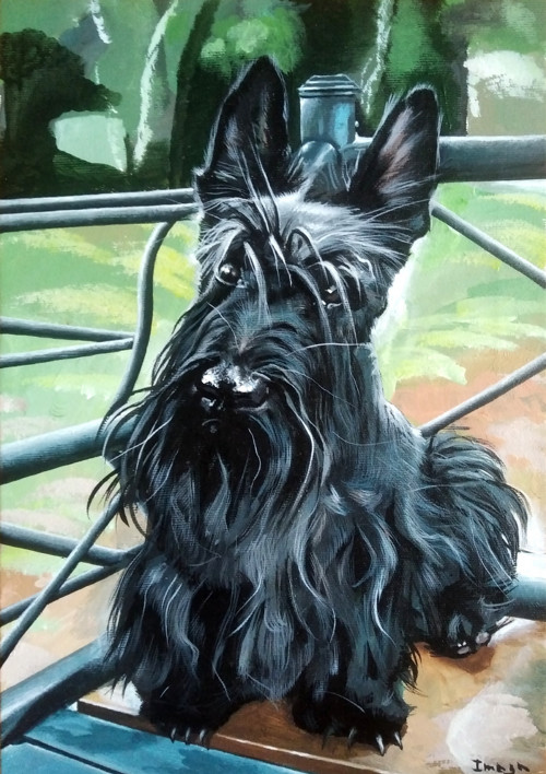 Obraz "Scottie"