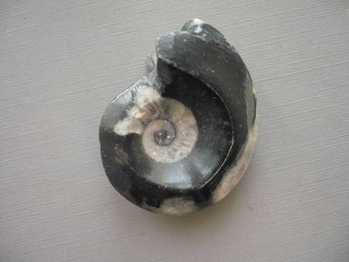 Goniatit 46 mm, č.15f — foto 1