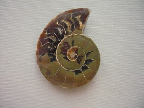 Amonit XXL 40 mm, č.2s