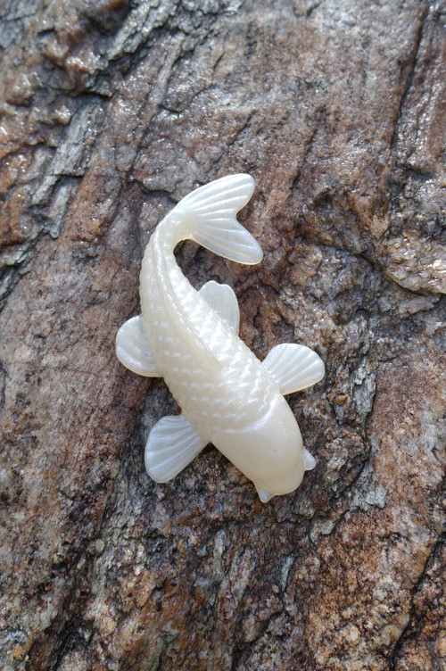 Koi kapřík