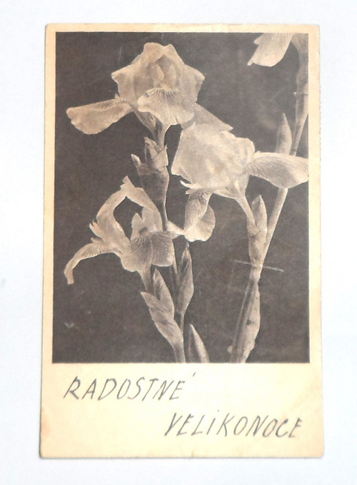 ČB velikonoční POHLEDNICE, 1960