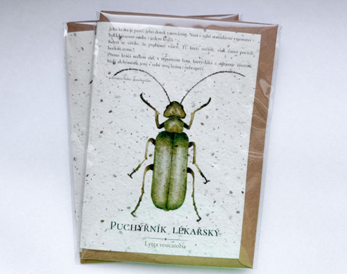 Puchýřník (kvetoucí přání)