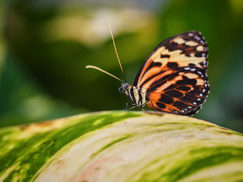 Tithorea harmonia