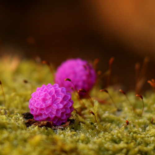 Jiřiny purpurové - pecky 15 mm