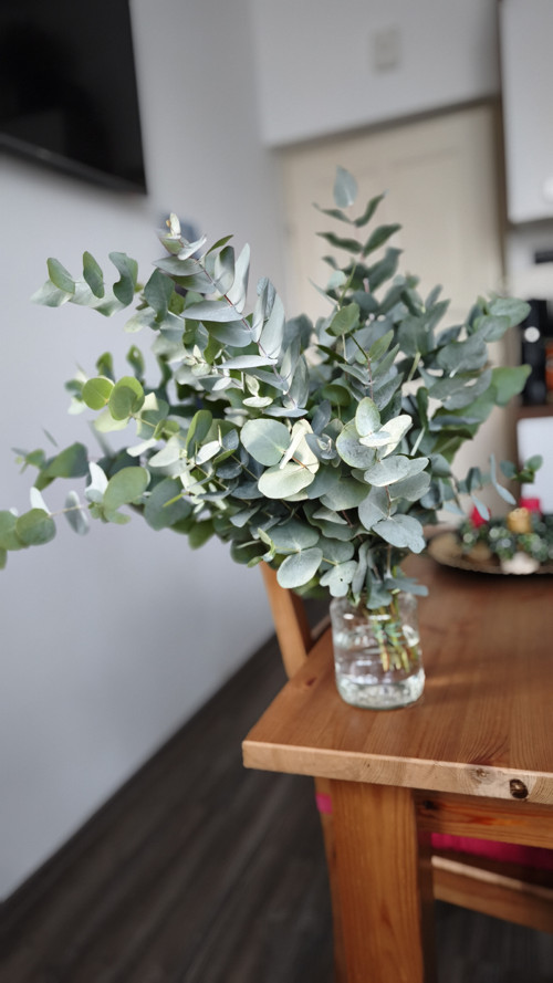 Živý přírodní Eucalyptus pugét svazek 10 stonků