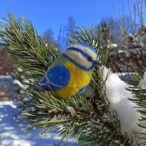 Sýkorka modřinka — foto 1