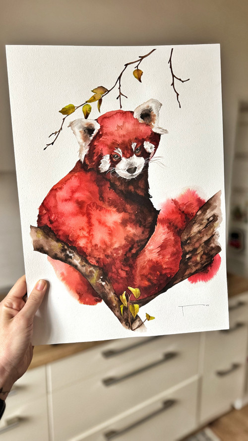 Panda červená - akvarel, originál A3