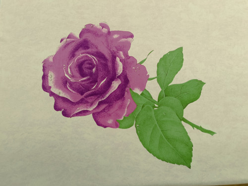 Růže fialová - šíře 90cm
