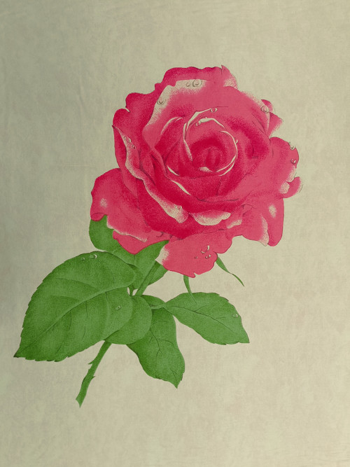 Růže růžová - šíře 90cm